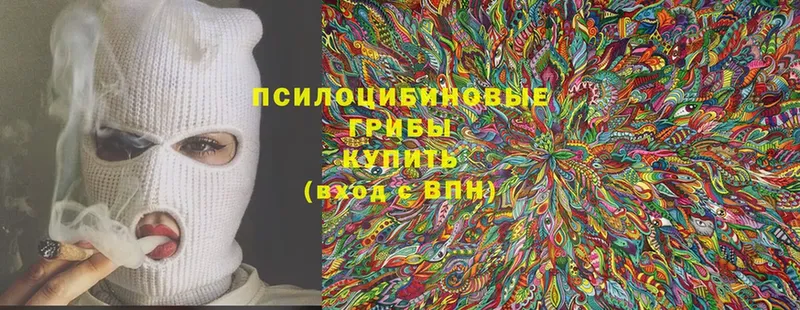 Псилоцибиновые грибы Cubensis  Бакал 